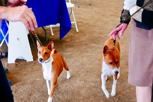 A pair of purebred Basenji Dogs out for a walk