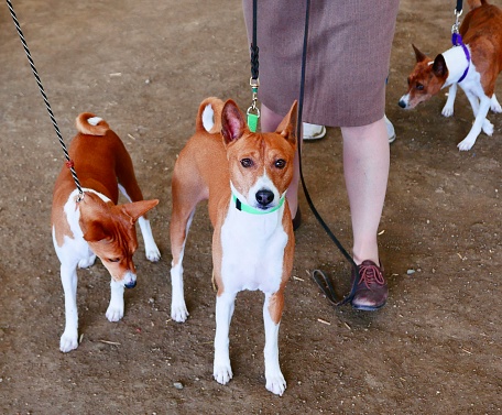 A pair of purebred Basenji Dogs out for a walk