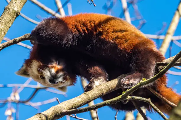 The red panda, Ailurus fulgens, also called the lesser panda and the red cat-bear.