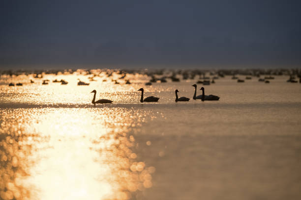 istock shimmering lake and swan silhouette in sunset 1158559978