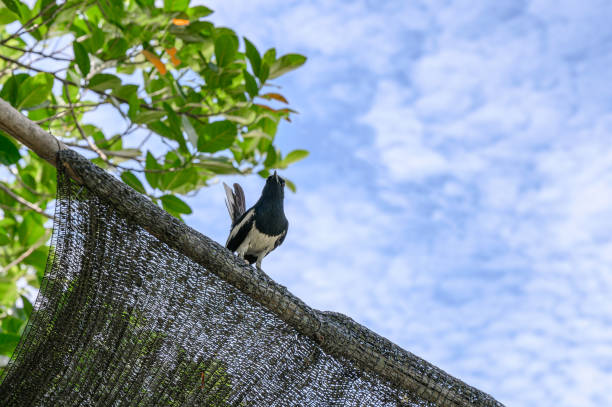 Oriental magpie robin, Tiny bird perched on wood of roof with blue sky Oriental magpie robin, Tiny bird perched on wood of roof with blue sky in countryside oriental magpie robin bird copsychus saularis perching on a branch stock pictures, royalty-free photos & images