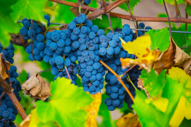 istock closeup grapevine in the garden, agricultural vine background 1158564651