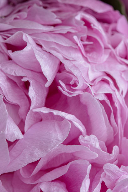 istock Pink smooth peony flower petals macro still on an abstract background 1158564891