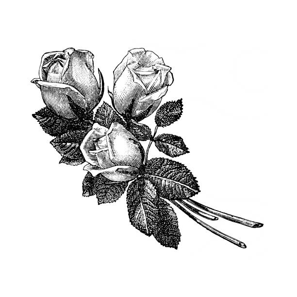 istock Antiqie victorian roses flower bouquet illustration 1158564921