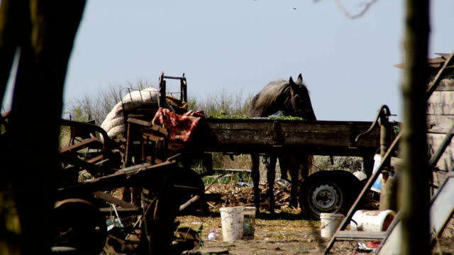 Skinny horse eats - strapped to a trailer in a junkyard