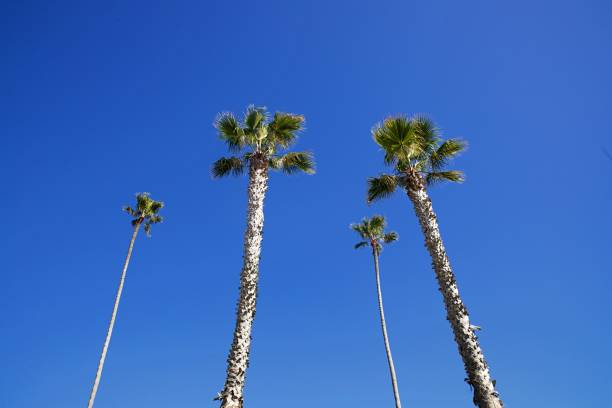 istock Low Angle View Of Palm Trees Against Blue Sky 1158567695