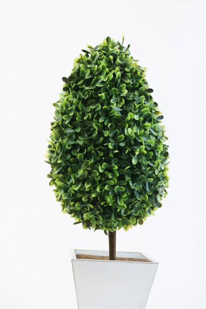 istock Decorative Artificial Green Plants in White Pots 1158568061