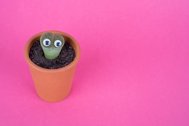 Lithops Succulent Plant with funny eyes like a comic cartoon character