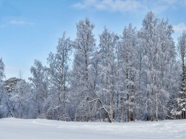 istock birch winter forest in white snow 1158568998
