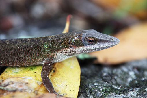 close view of anole lizard