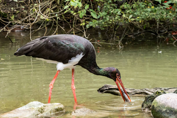 istock Black stork, Ciconia nigra catching and eating a fish 1158569873