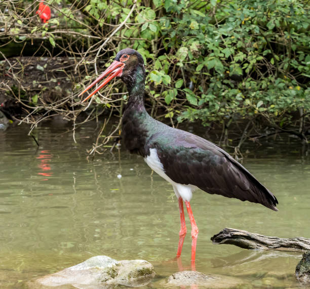 istock Black stork, Ciconia nigra in a german nature park 1158569907