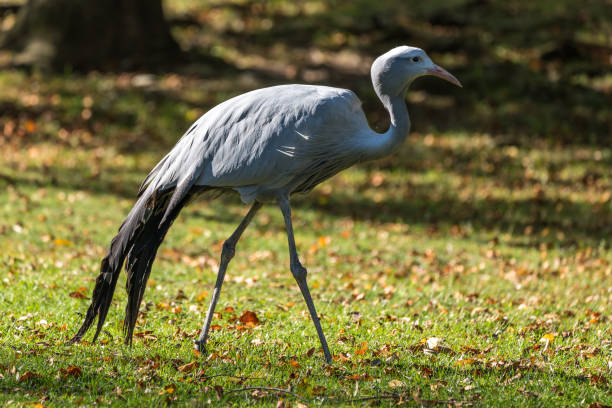 istock The Blue Crane, Grus paradisea, is an endangered bird 1158570418