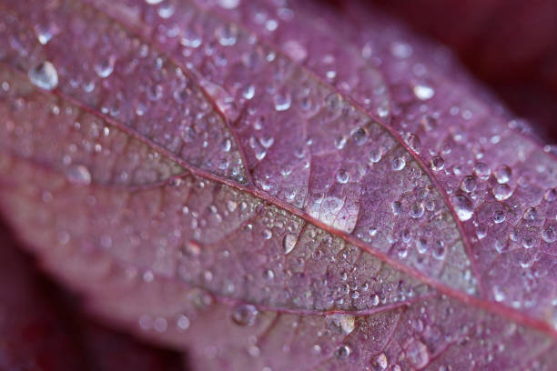 istock burgundy leaf with drops of dew 1158571424