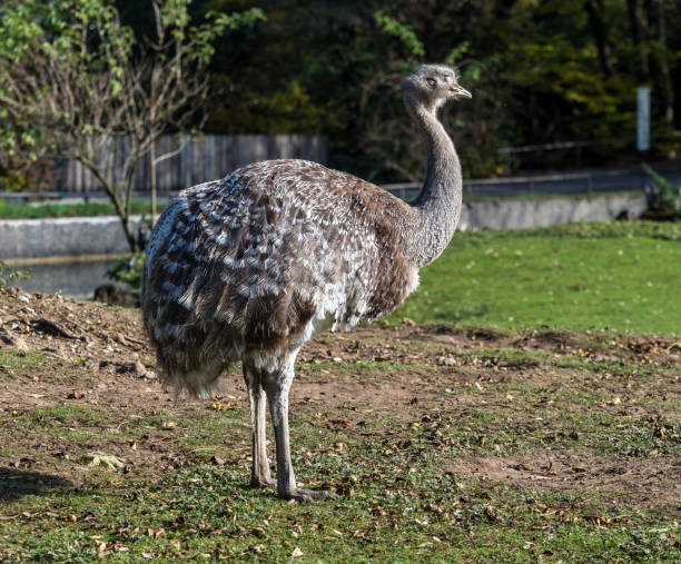istock Darwin's rhea, Rhea pennata also known as the lesser rhea. 1158571523