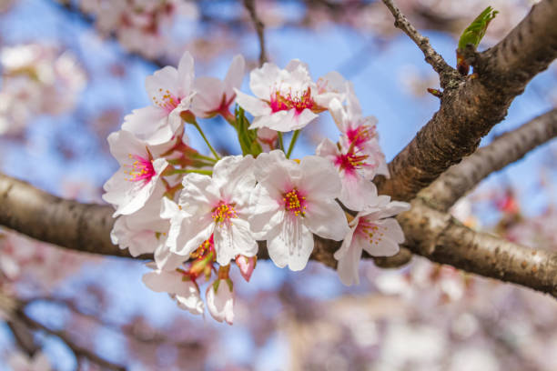 istock Cherry blossom in Nara, Japan 1158571943