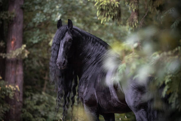 istock Black horse in the forest 1158574799