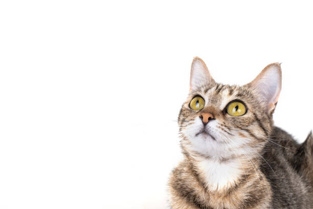 istock Young Stripped Tabby Cat with green/ yellow eyes sitting and looking away on white background 1158575521