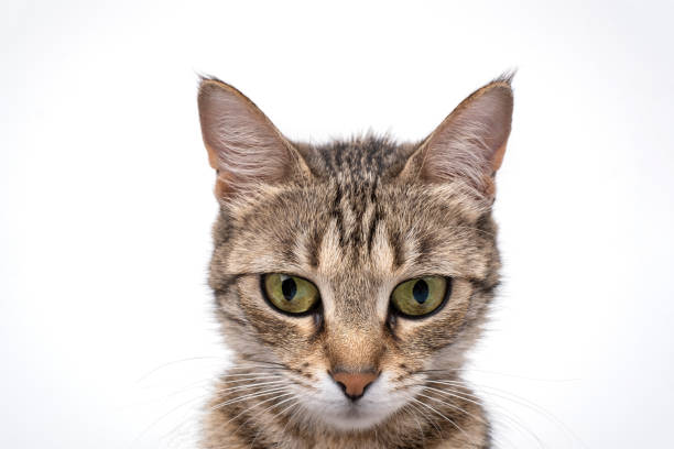 istock Young Stripped Tabby Cat with green/ yellow eyes sitting and looking down on white background 1158575595