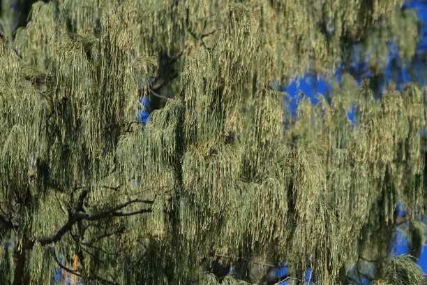 Photo of Horsetail she-oak background