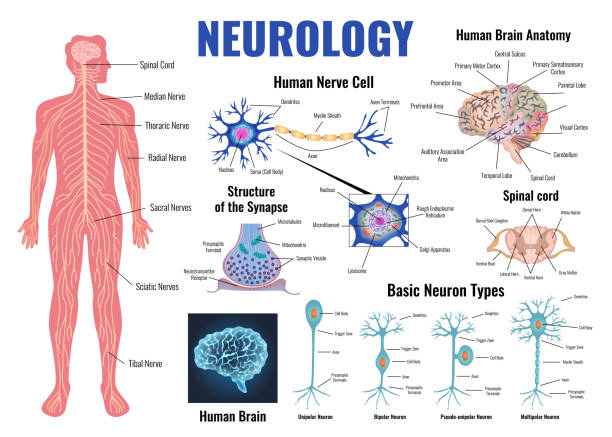 illustrations, cliparts, dessins animés et icônes de neurologie et ensemble de cerveau humain - spinal nerve