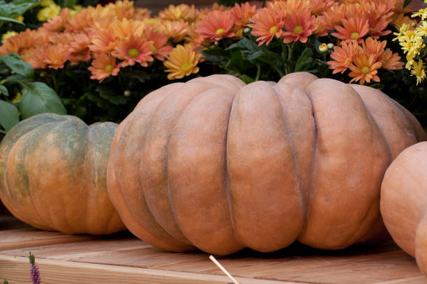 istock beautiful orange pumpkin and flowers 1158577339