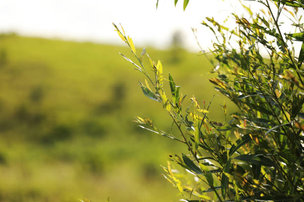 ぼやけた緑色の上の木の枝は、背景を残します。デスクトップの壁紙。 - leaf beech leaf green branch ストックフォトと画像