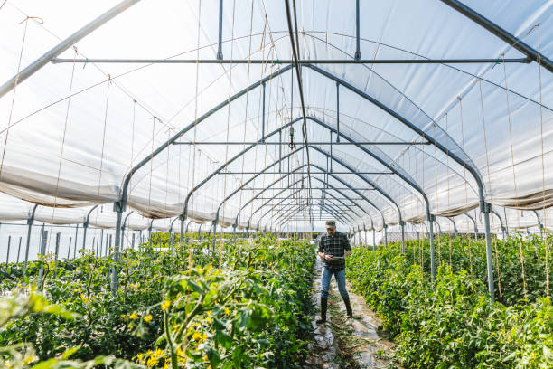 istock Farmer Checking Vegetables With Digital Device In The Greenhouse 1158579286