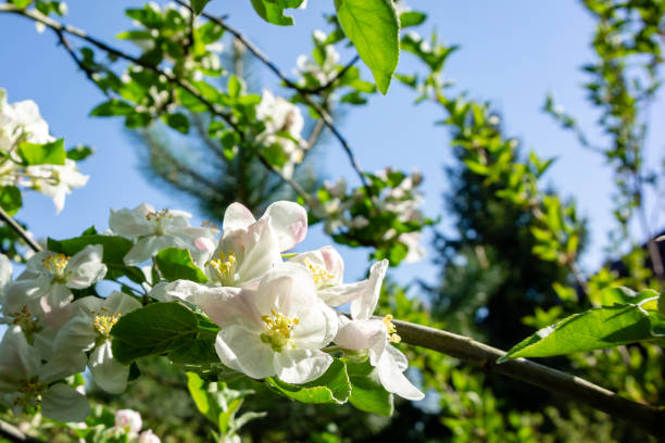 istock White petals of blossoming apple tree against blue cloudless sky. 1158580041