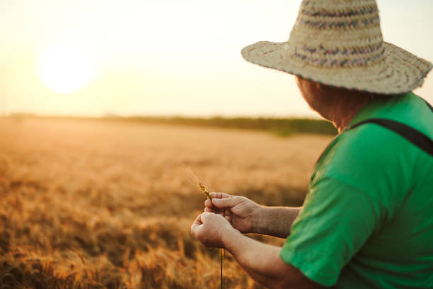istock Senior farmer in his field and controls wheat. Farmer in field. 1158580793