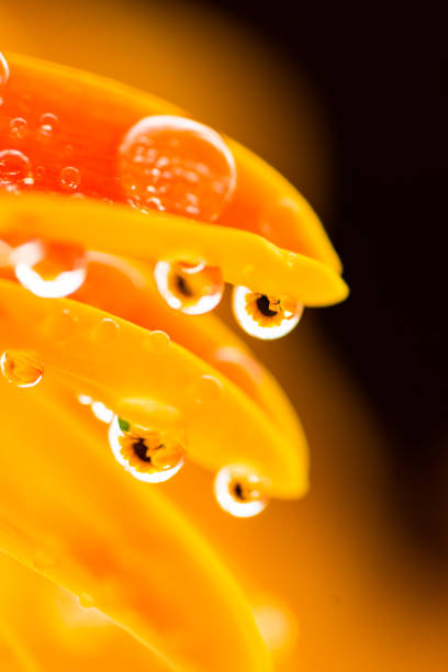 istock petal and dewdrop in detail 1158581788