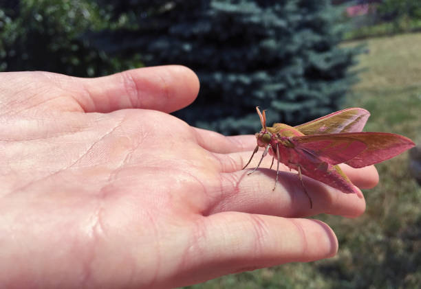 istock Close up of elephant hawk moth on child's hand 1158582196