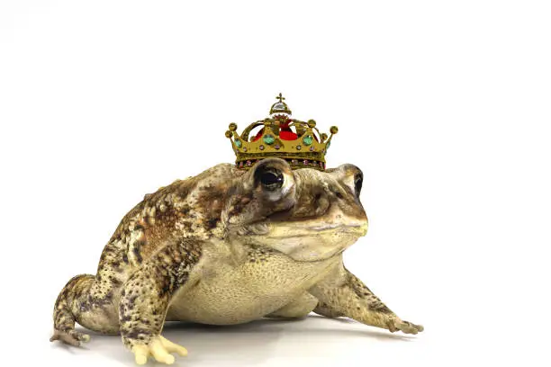 toad with crown isolated on white background 3d illustration