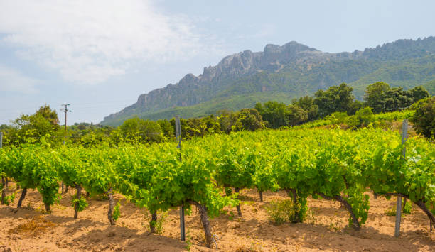 Green vineyards in the hills of the island of Sardinia in sunlight in spring Green vineyards in the hills of the island of Sardinia in sunlight in spring sardinia vineyard stock pictures, royalty-free photos & images