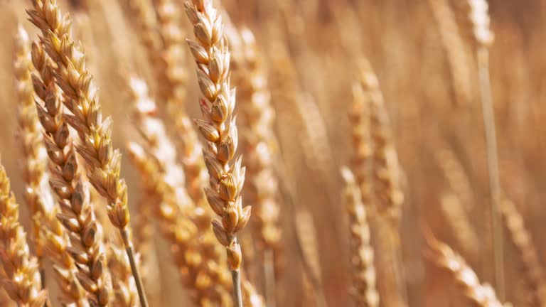 Nature scene gold wheat stalks on the farmland