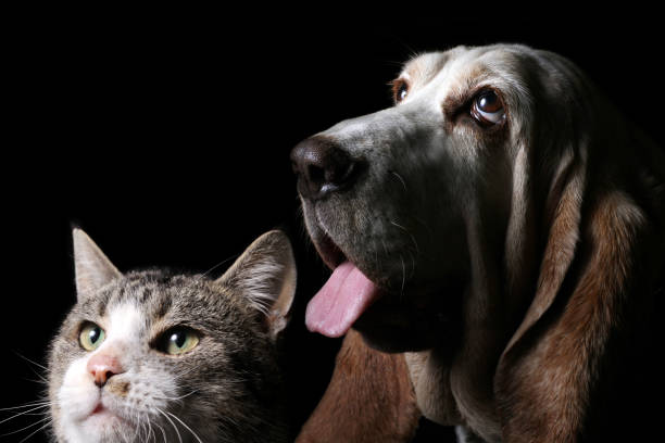 Basset hound dog and kitten on black background.