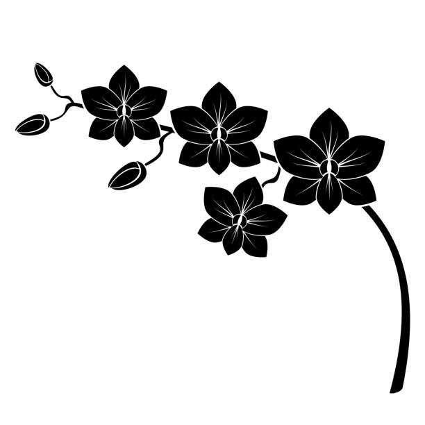 illustrations, cliparts, dessins animés et icônes de branche d'orchidée - abstract petal blossom decoration