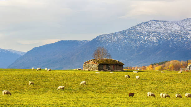 Fall in Oppdal, Norway Abandoned barn , mountains and sheeps in the sunny autumn day in Oppdal, Norway oppdal stock pictures, royalty-free photos & images