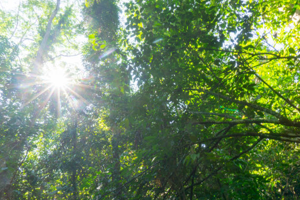 istock Rainforest landscape with lens flare as sun breaks through between lush foliage. 1158586188