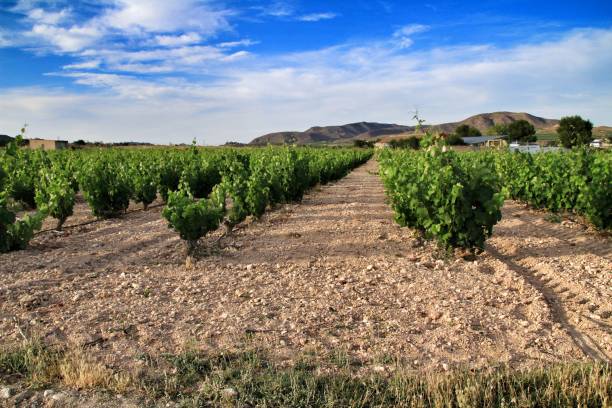 paisagem dos vinhedos em jumilla, província de murcia - designation - fotografias e filmes do acervo