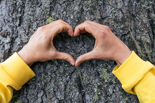 Hands doing heart shape on tree trunk. Yellow sleeves.