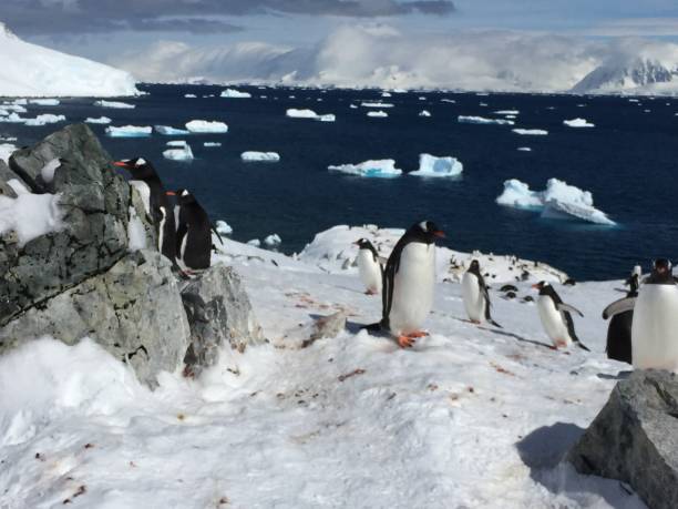 istock Sunny day in Antarctica 1158590443