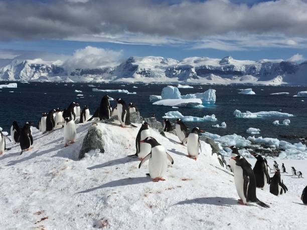 istock Sunny day in Antarctica 1158590547