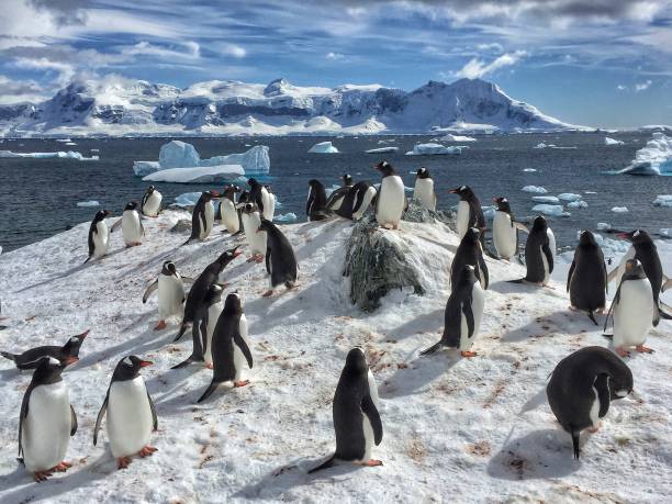 istock Sunny day in Antarctica 1158590688