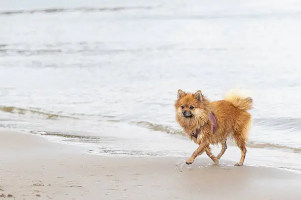 Little creamy brown fox color Norfolk Terrier dog playing with the salty sea water and running on the beach of the North Sea at Scheveningen, Netherlands