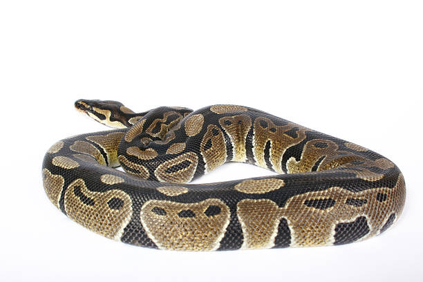 Baby Pi Ball Python 60+ Baby Ball Pythons Stock Photos, Pictures & Royalty-Free Images - iStock