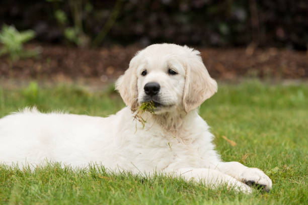 chiot heureux ii - joy golden retriever retriever dog photos et images de collection