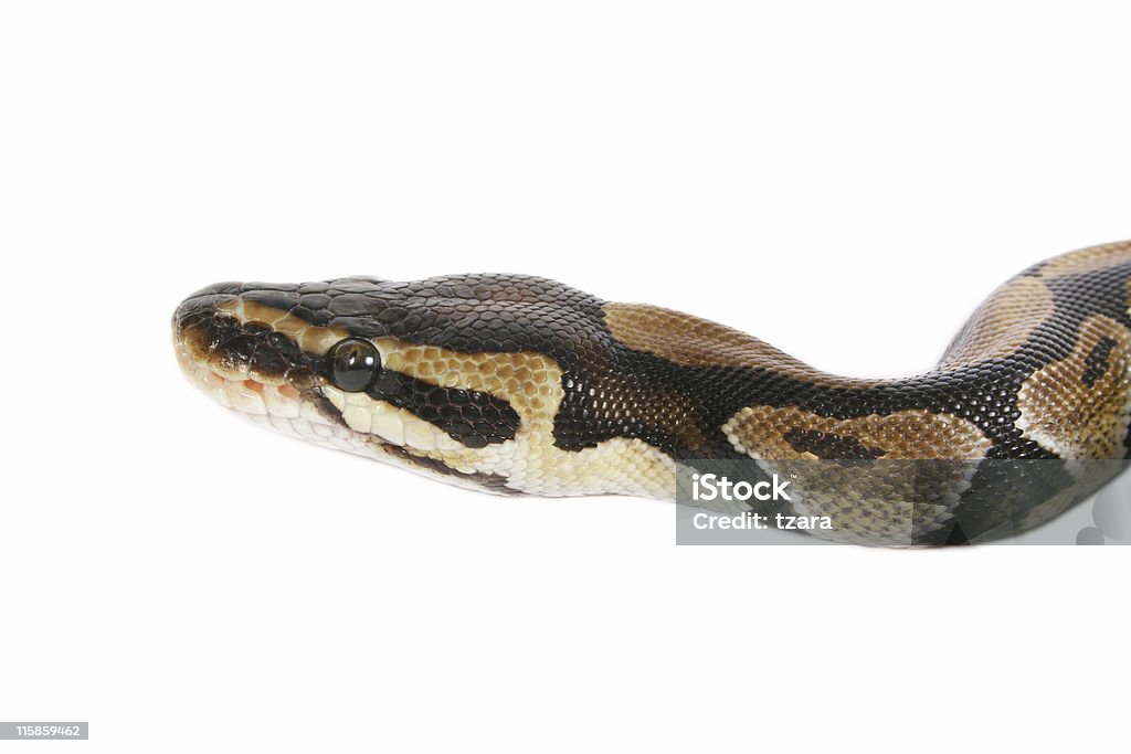 Bambino in pitone - Foto stock royalty-free di Pitone - Serpente