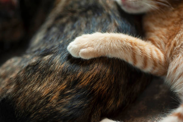 kitten's paw on mother body