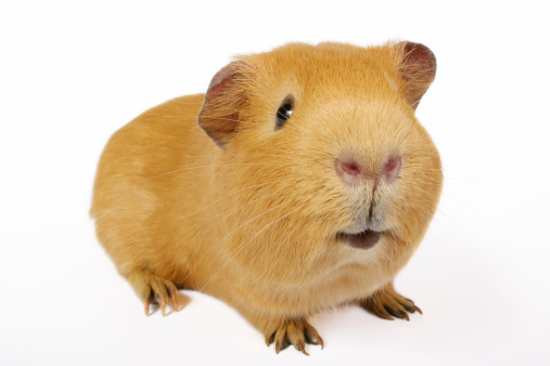 Guinea pig on white. Looks like he`s smiling at you.